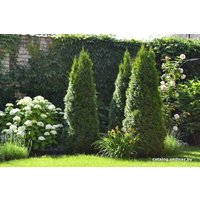  Ogorodik Туя западная Smaragd (60-75 см)