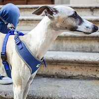 Шлея Ferplast Nikita P (M, синий)