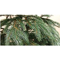 Ель Maxy Poland Рождественская литая (3м)