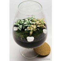 Флорариум Home Garden Бокал М с Фиттонией