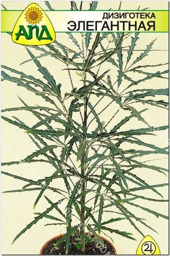 Семена цветов АПД Дизиготека элегантная 5 шт
