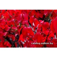  Zabieniec Бересклет крылатый Chicago Fire с5 40-60