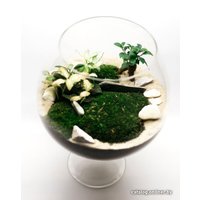 Флорариум Home Garden Бокал Большой с Фикусом и Фиттонией