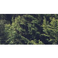 Фотообои ФабрикаФресок Туманный лес 194280 (400x280)