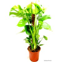 Комнатное растение Batouwe Boomkwekerij Монстера