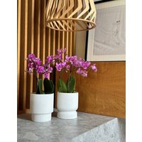 Кашпо Polnix 03.105.13 в Борисове