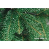 Ель Бифорес Дриада (2.5 м, темно-зеленый)