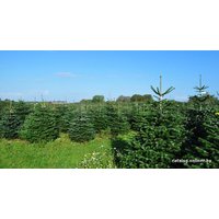 Пихта Nordictrees Пихта Нордмана Premium Extra 3 - 3.5 м