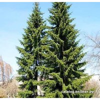  Красный клен Ель сербская (80-100 см)