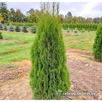  Красный клен Туя западная Smaragd (40-45 см)