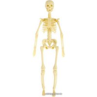 Набор для опытов ND Play Строение тела NDP-119