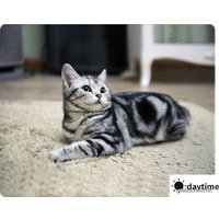 IP-камера SJCAM S1 (черный)