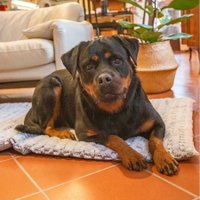 Коврик (подстилка) Ferplast Vanilla 90 81085221