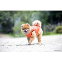 Жилетка для животных Puppia Vest B PAPD-JM1671-OR-XL (оранжевый)