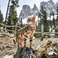 Шлея Ferplast Easy P XS 75558913 (коричневый)