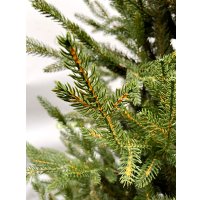 Ель GreenTerra Норвегия (2.5м)