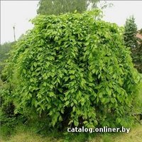  Zabieniec Граб обыкновенный Pendula с10 140-160