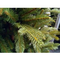 Ель GreenTerra Натурелли 2.2 м