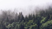 Туманный лес 195280 (500x280)