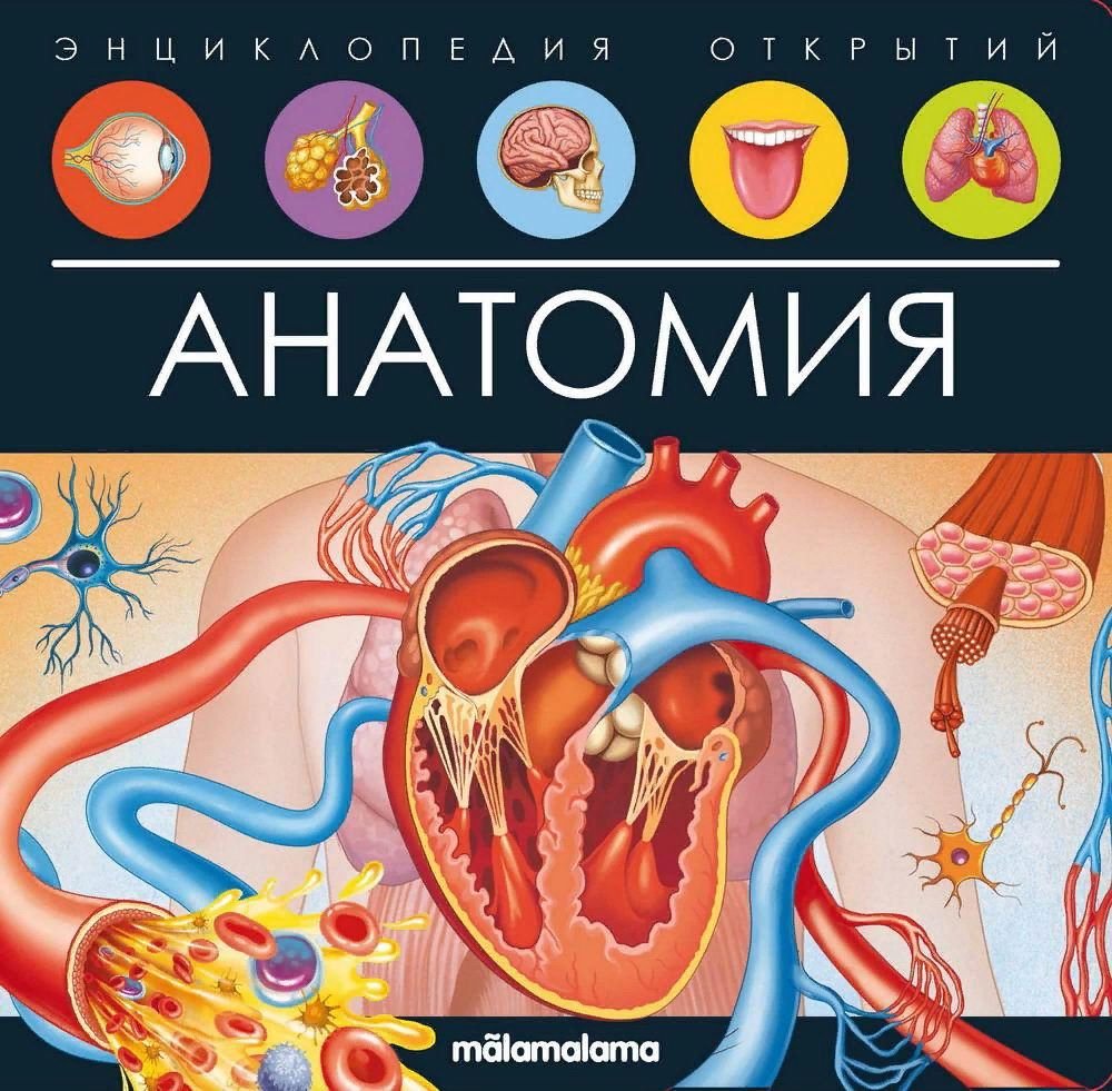 

Энциклопедия издательства Malamalama Энциклопедия открытий. Анатомия 9785001347941
