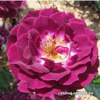  Долина Растений Роза Пурпл Мини