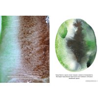 Книга издательства КоЛибри. Цвет. Материалы, техники, сочетания 9785389239548 (Бурбом П., Претель Т.)