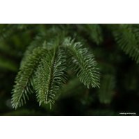 Ель GreenTerra Калифорнийская 1.8 м