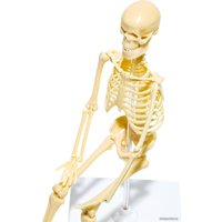 Набор для опытов Bondibon Японские опыты. Человек. Кости и мышцы ВВ4728