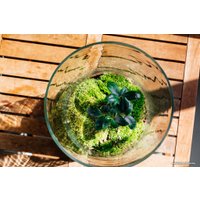 Флорариум Home Garden Цилиндр Фикус Гинсенг