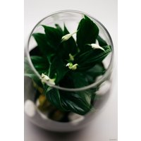 Флорариум Home Garden Капля Женское счастье
