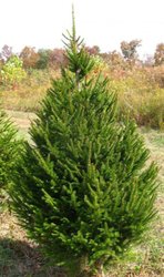 Abies срезанная 1.5-1.7 м