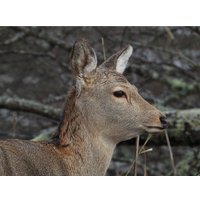 Фотоаппарат Nikon Coolpix P1100 в Бресте