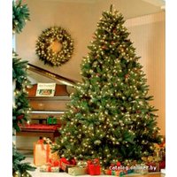 Пихта Nordictrees Пихта Нордмана Premium Extra 3 - 3.5 м