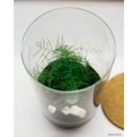 Флорариум Home Garden Цилиндр Папортник Аспарагус