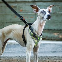 Шлея Ferplast Nikita Fashion P (M, зеленый)