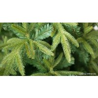 Ель Green Trees Форесто премиум 1.2 м