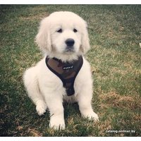 Шлейка-жилетка Puppia Soft Vest PAHA-AH305-CA-3L (камуфляж)