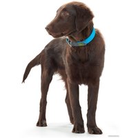 Ошейник Hunter Collar Convenience 63153 (55/M-L, бирюзовый)