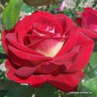  Долина Растений Роза Биколетта