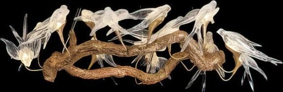 

Подвесная люстра Wertmark Viviana WE183.14.503