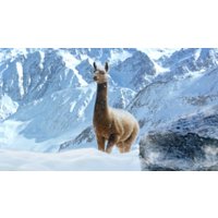  Just Cause 4 для PlayStation 4