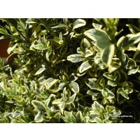  Новатор Сад Самшит Elegans (Элеганс) [2902]