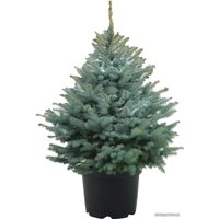 Ель Bor Глаука 0.8-1 м в горшке