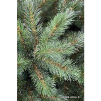 Сосна Beatrees Crystal 1.9 м