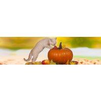 Сухой корм для кошек Farmina N&D Pumpkin and Apple Adult (оленина, тыква, яблоко) 300 г