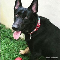 Ошейник Doog Scooby COLMCS-S ( многоцветный)