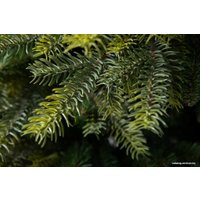 Ель GreenTerra Кашемир 2.2 м