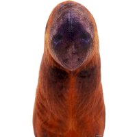 Классическая игрушка Мальвина Капибара 19.15.1