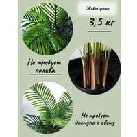 Искусственное растение Merry Bear Home Decor Пальма Ропалостилис Элит A144165 (165см)