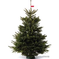 Пихта Nordictrees Пихта Нордмана Premium Extra 3 - 3.5 м